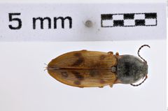 Foto (Dorsalansicht) von Pseudanostirus propolus (NHMW-ZOO-COL-0007956)